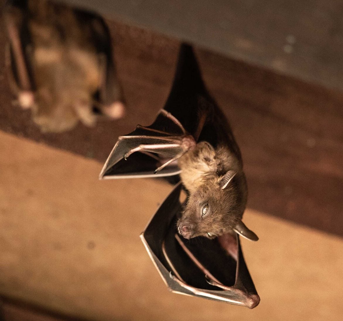 Wildlife-Bats in Frisco